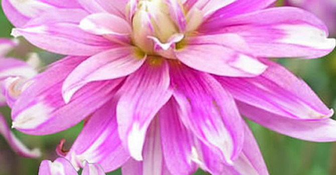 Dahlia 'Razzle Dazzle'
Foto: Odla.nu