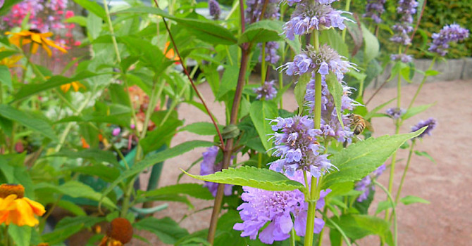 Anisisop, _Agastache_ 'Blue Fortune'.Foto: Sylvia Svensson