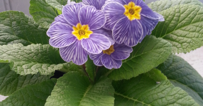 Primula vulgaris 'Delft Blue Zebra'. Säljs i OdlaShop.