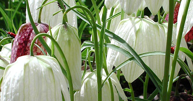 Fritillaria meleagris 'Alba' och liljebaggar! Foto: Sylvia Svensson