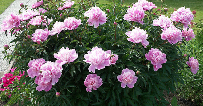 Luktpion, _Paeonia lactiflora_ 'Sarah Bernhardt. Foto: Sylvia Svensson