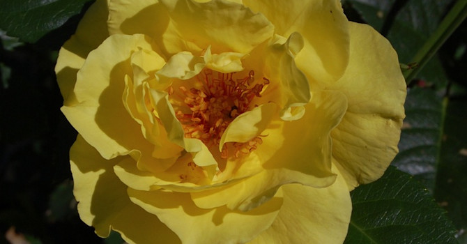 'Lichtkönigin Lucia'
Foto: Helena Verghese Borg