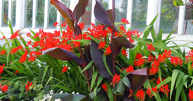 Sommarrabatt med kanna och montbretia med alunrot. Foto: Sylvia Svensson