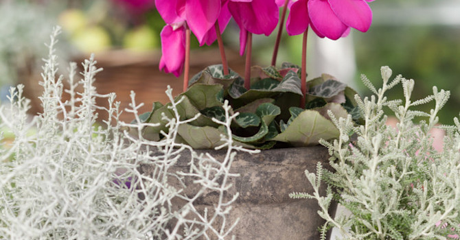 Lila paraplycyklamen, _Cyclamen persicum_ ’Purple Fleur en Vogue´ passar fint tillsammans med silverfärgade växter.
Foto: Blomsterfrämjandet/Minna Mercke Schmidt