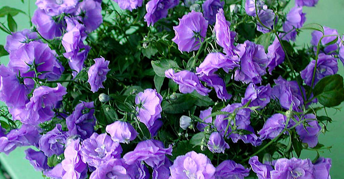 _Campanula x haylodgensis_ 'Blue Bali'.
Foto: Bernt Svensson