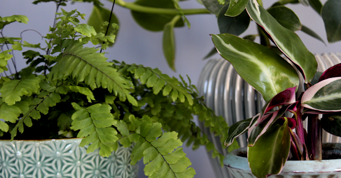 Adiantum, kalatea och narrfikus! // Foto: Anna Theorin