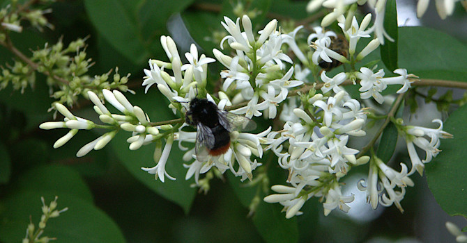 Ligustersyren, _Syringa reticulata_.Foto: Sylvia Svensson