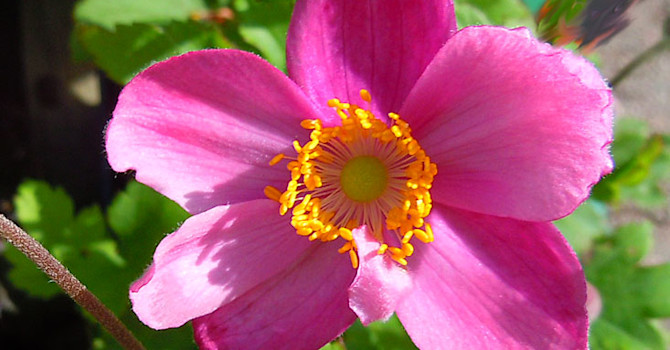 _Anemone hupehensis_ 'Praecox'.
Foto: Sylvia Svensson