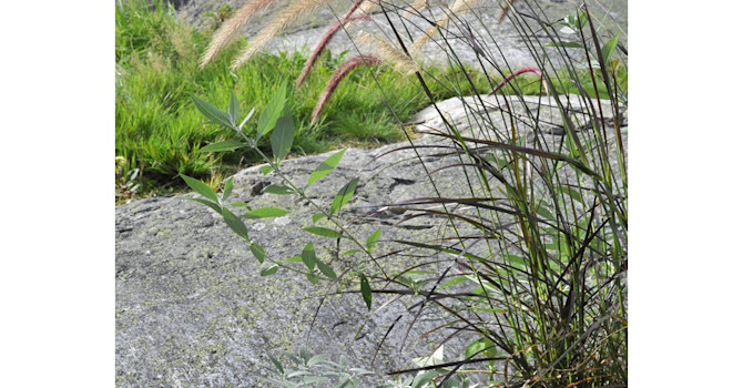 Pennisetum setaceum 'Rubrum' med fjärilsbuske i kruka. Foto: Bernt Svensson
