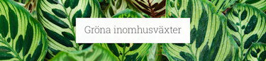 Gröna växter