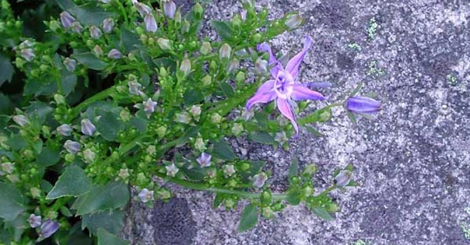 _Campanula garganica_.
Foto: Sylvia Svensson