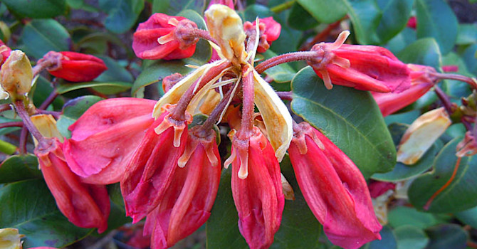 Frostskadade rododendronknoppar.
