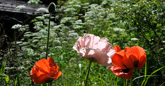 Jättevallmo, _Papaver pseudoorientale_.