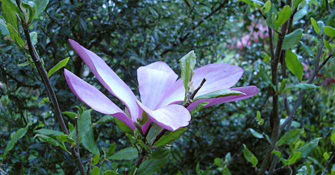 _Magnolia_ 'Susan'.