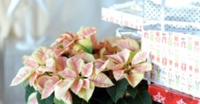 Varför inte sätta julstjärnor i en julpappersklädd kruka och ge bort?
Foto: Blomsterfrämjandet