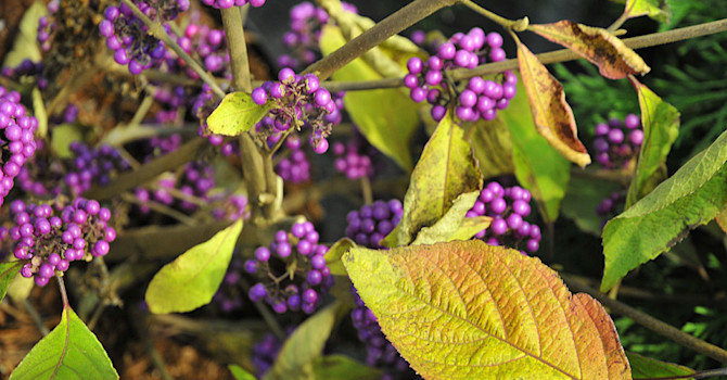 **Glaspärlebuske**, _Callicarpa bodinierii_ var. _giraldii_ 'Profusion'.
Foto: Sylvia Svensson