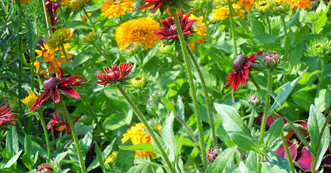 _Rudbeckia hirta_ var. _pulcherrima_ 'Cherry Brandy' och 'Maya'.
Foto: Sylvia Svensson