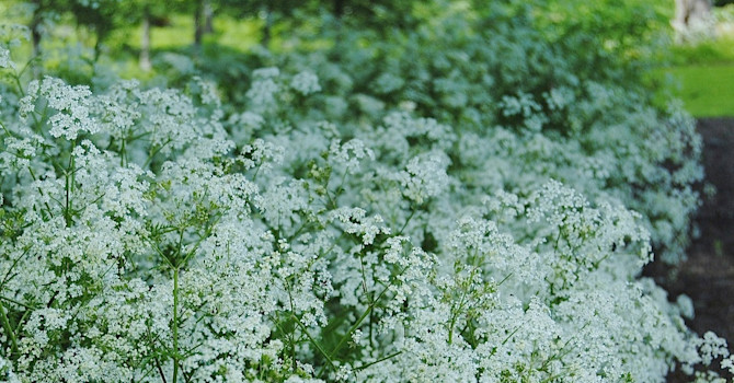 I frisk och fuktig mark trivs hundloka _Anthriscus sylvestris_.