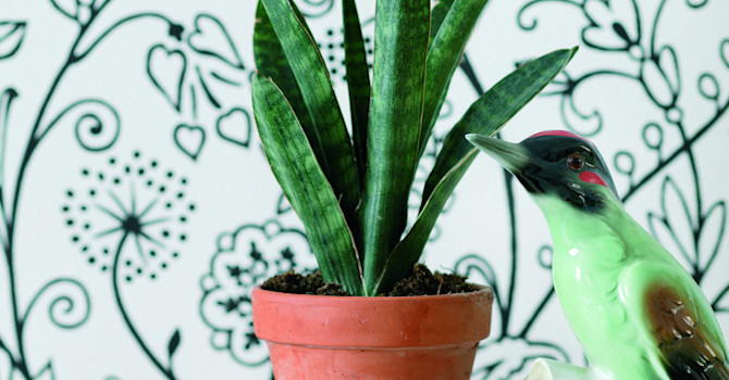 Svärmorstunga, _Sansevieria trifasciata_, börjar återigen bli populär. Foto: Floradania