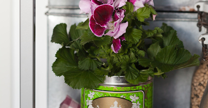 Engelsk pelargon, _Pelargonium x domesticum_, i teburk.
Foto: Blomsterfrämjandet/Minna Mercke Schmidt