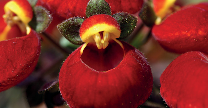 Närbild på den vackra toffelblomman, _Calceolaria_ 'Calynopsis'.
Foto: Blomsterfrämjandet/Selecta