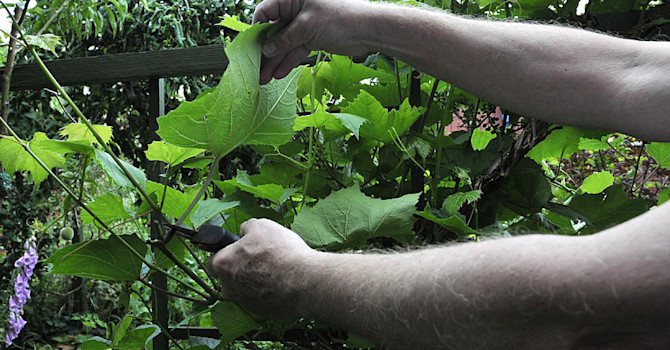 Klipp bort stora blad som skuggar klasar.
Foto: Sylvia Svensson