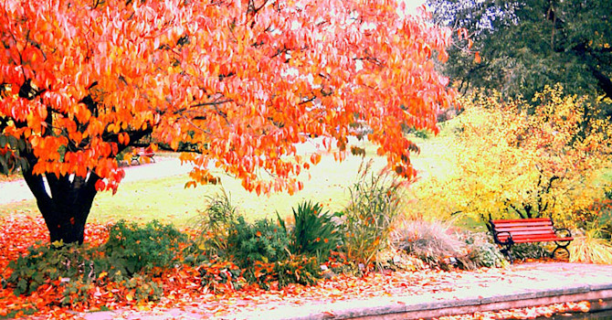 Prunus med höstfärg.Foto: Sylvia Svensson