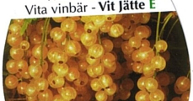 Vita vinbär 'Vit Jätte'.
Foto: E-planta