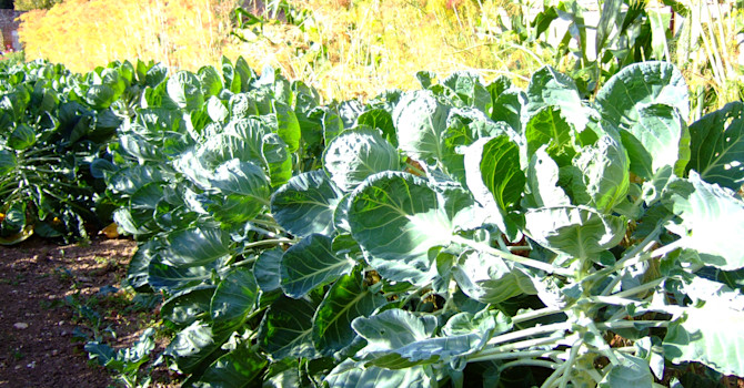 Potager med brysselkål vid Chateau de Miromesnil, Frankrike. Foto: Sylvia Svensson