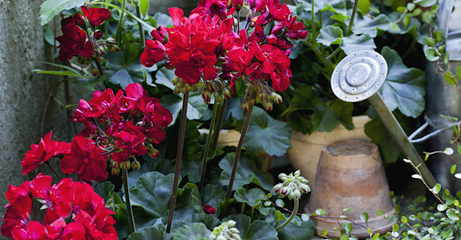 Pelargon 'Velvet Red'.
Foto: Blomsterfrämjandet/Annika Christensen
