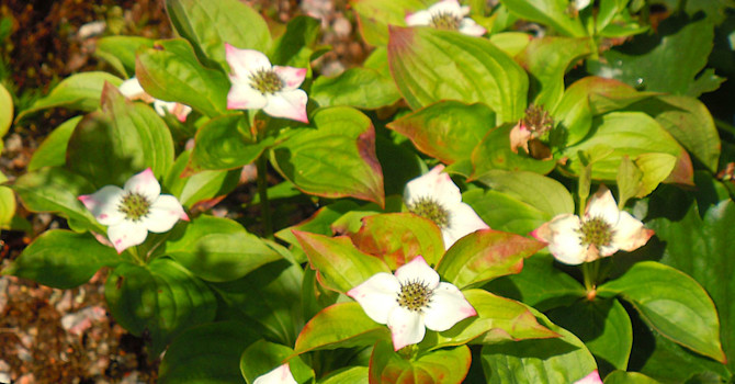 Amerikansk hönsbär, _Cornus canadensis_, i augusti.
Foto: Sylvia Svensson