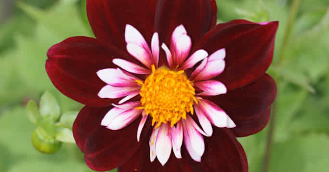 Dahlia 'Night Butterfly'
Foto: Odla.nu