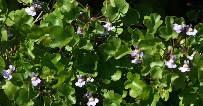 Murreva, _Cymbalaria muralis_.
Foto: Sylvia Svensson