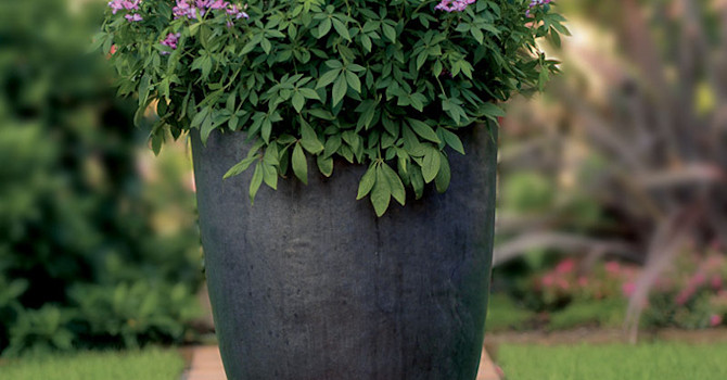 Paradisblomster, Cleome hassleriana 'Senorita Rosalita'. Foto: Blomsterfrämjandet/Hörnhems.