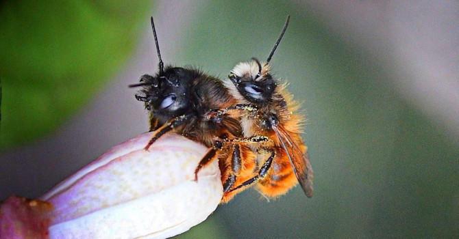 Murarbin förevigade under en kärleksstund på en citronblomknopp.
