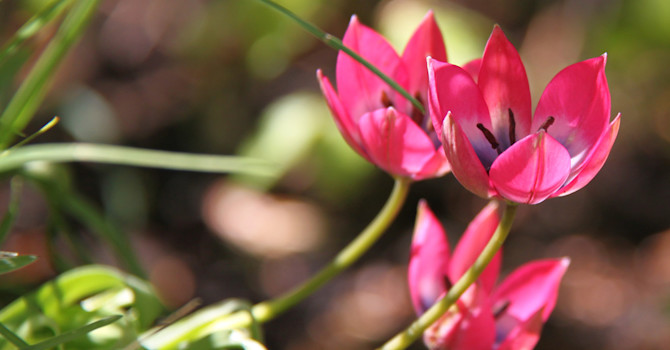 Veckans bild på dessa bedårande blommor är tagen av Sandra Thorén.