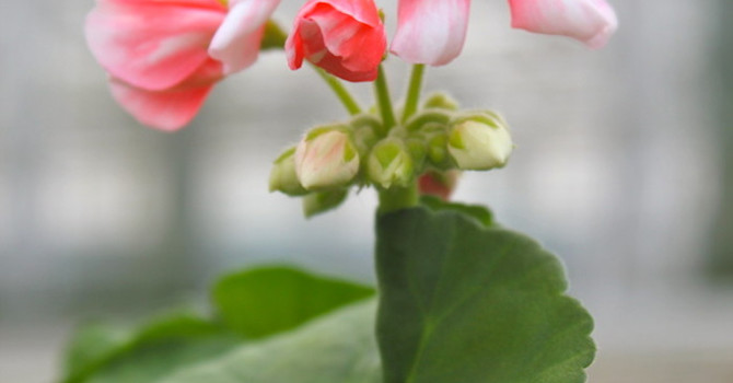 Pelargon 'Silke'
Foto: Blomsterfrämjandet