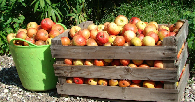 Mycket fallfrukt blir det! Nu kan vi hjälpas åt att ta hand om frukten. Foto: Katarina Kihlberg