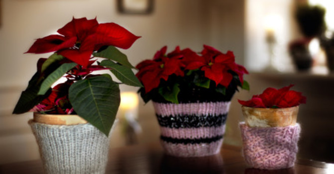 Röda julstjärnor är ett klassiskt inslag i våra hem under juletider. Foto: Blomsterfrämjandet