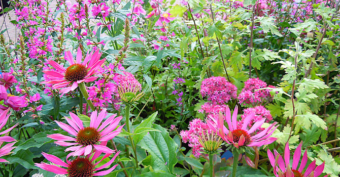 Rosa sensommarrabatt med bland annat röd rudbeckia och fackelblomster.
Foto: Sylvia Svensson