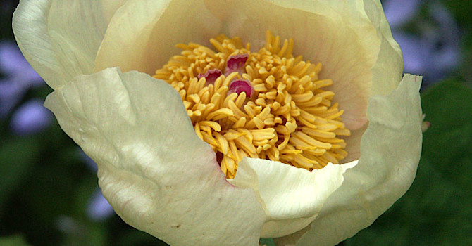 Paeonia mlokosewitschii
Foto: Sylvia Svensson