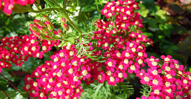 _Achillea millefolium_ 'Petra'.
Foto: Sylvia Svensson