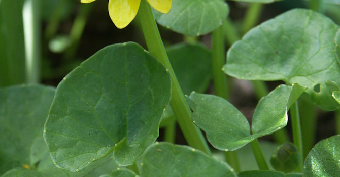 Svalört, _Ranunculus ficaria_, 'Flore Pleno'. Foto: Sylvia Svensson