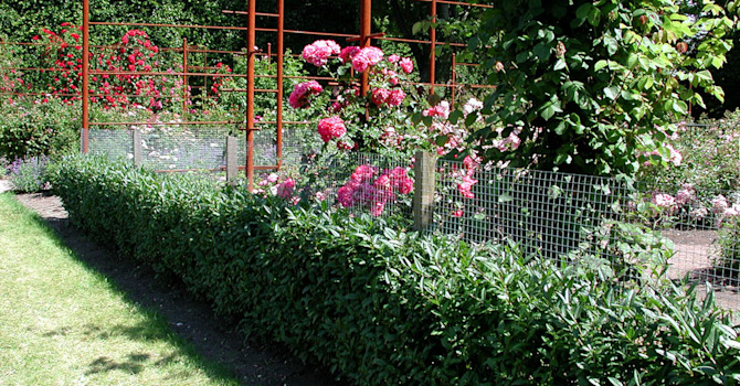 En bredbladig ligusterhäck under uppbyggnad. En bokhäck i bakgrunden. Foto: Sylvia Svensson