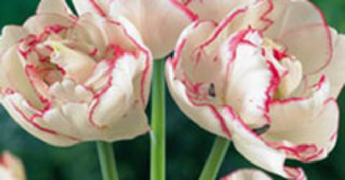 Tulpan 'Belicia'