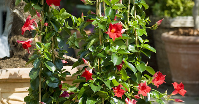 Bägarrankan hör sommaren till hemma hos Bengt. Foto: Floradania