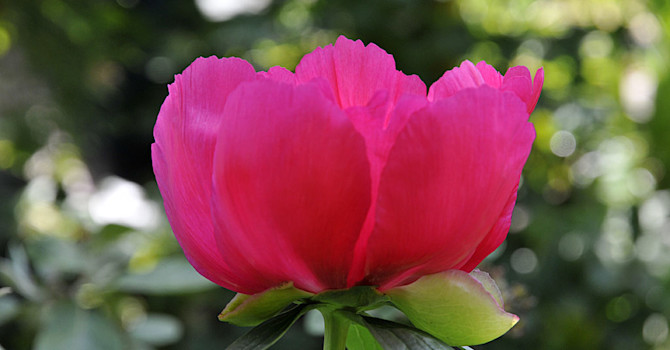 Luktpion, _Paeonia lactiflora_ 'Flame'.
Foto: Sylvia Svensson