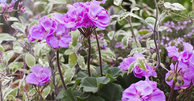 Blomsterfrämjandet/Annika Christensen