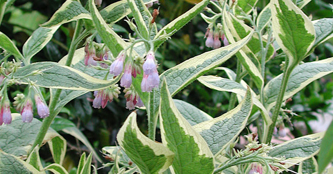 Uppländsk vallört, _Symphytum x uplandicum_, 'Variegatum'.Foto: Sylvia Svensson