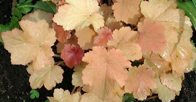 Alunrot, _Heuchera_ 'Caramel'.
Foto: Sylvia Svensson